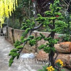 Hình ảnh cây Tùng La Hán đang được thi công tại nhà khách hàng
